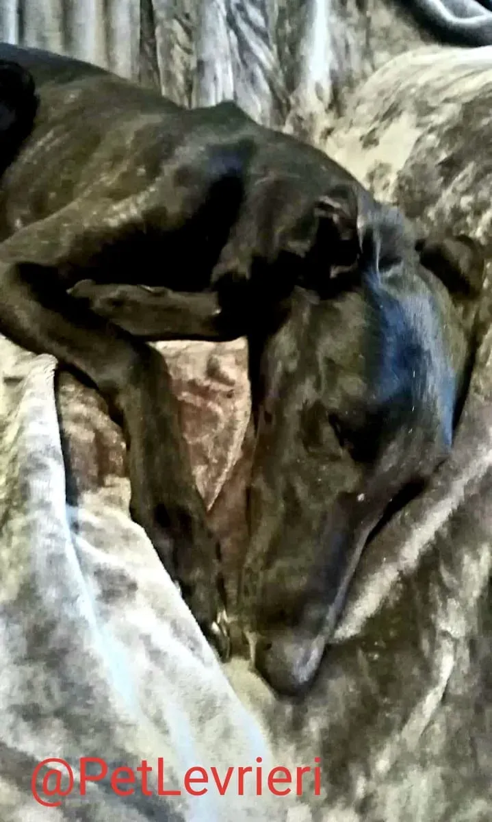 Lluvia adozione levrieri galgo 24