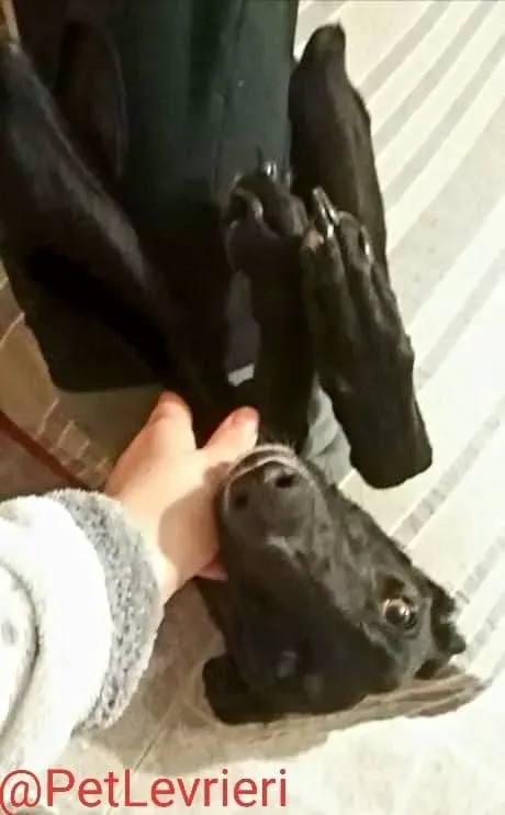 Lluvia adozione levrieri galgo 25