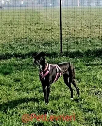 Lluvia adozione levrieri galgo 26