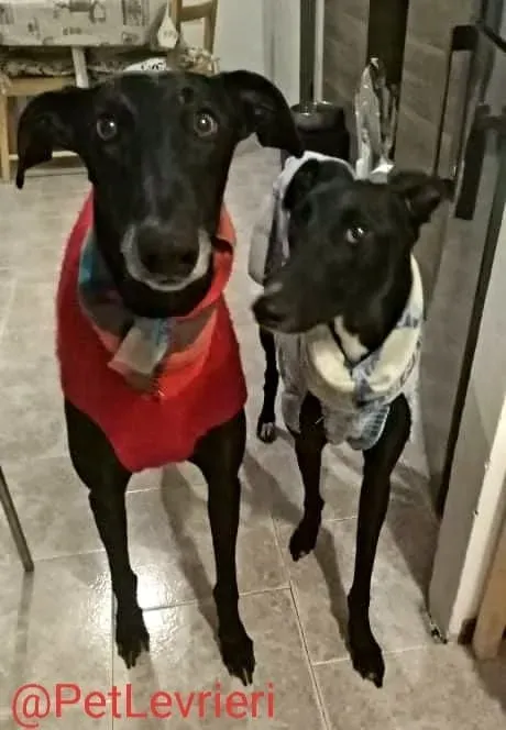 Lluvia adozione levrieri galgo 27