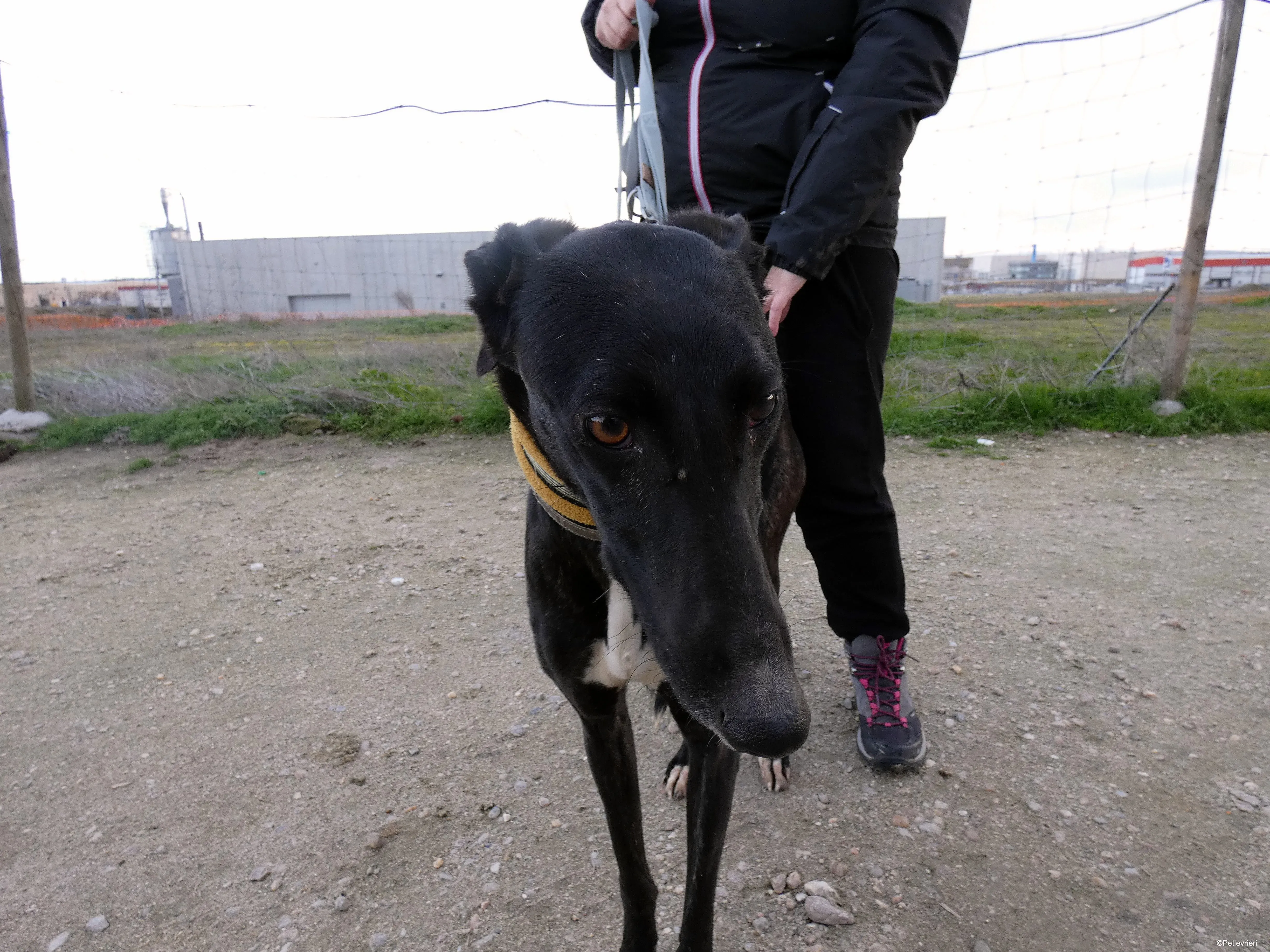 Lluvia adozione levrieri galgo 3