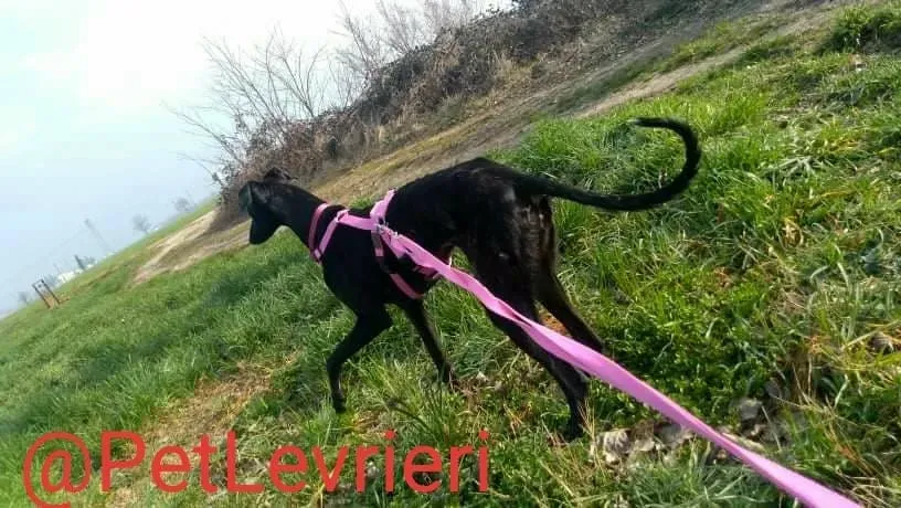 Lluvia adozione levrieri galgo 30 1