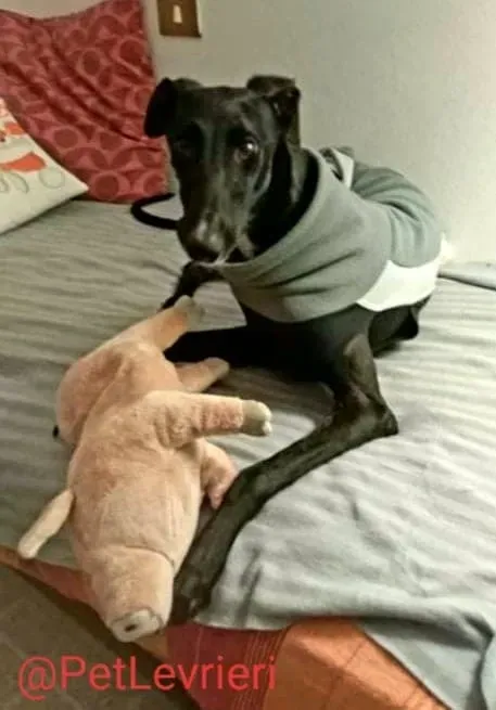 Lluvia adozione levrieri galgo 30