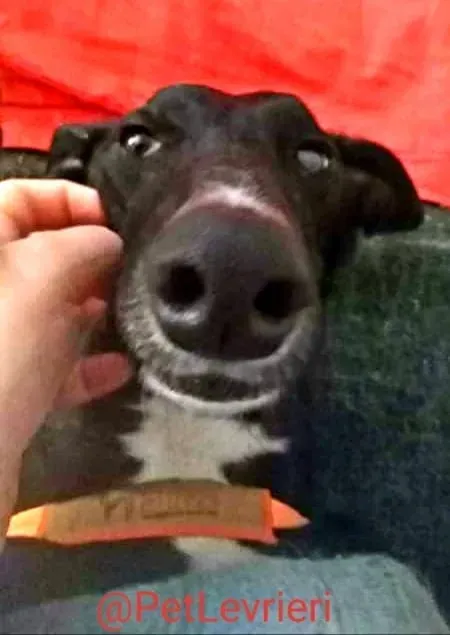 Lluvia adozione levrieri galgo 31