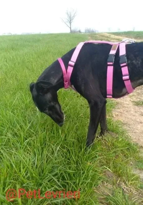 Lluvia adozione levrieri galgo 32 1