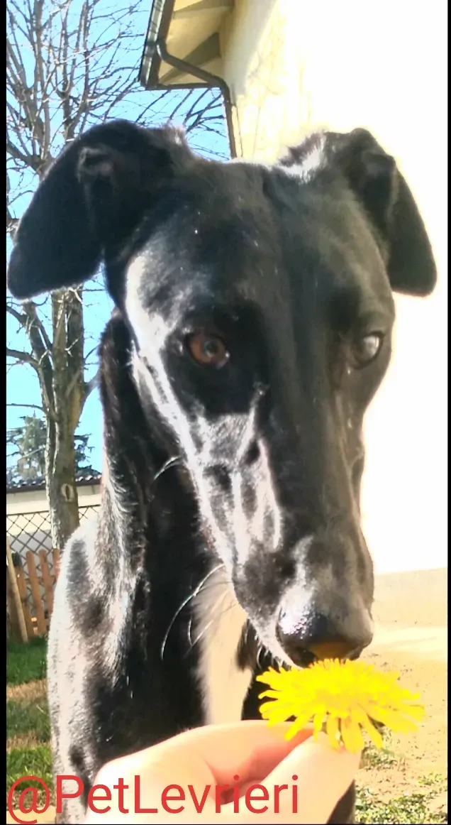 Lluvia adozione levrieri galgo 31
