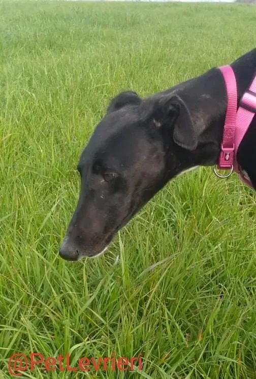 Lluvia adozione levrieri galgo 33 1