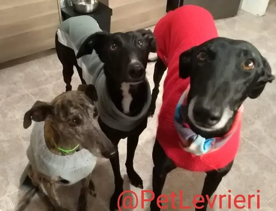 Lluvia adozione levrieri galgo 32