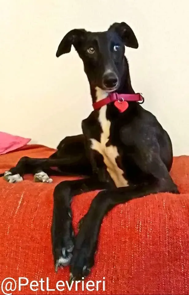Lluvia adozione levrieri galgo 34 1