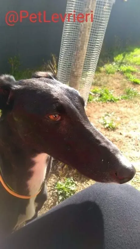 Lluvia adozione levrieri galgo 33