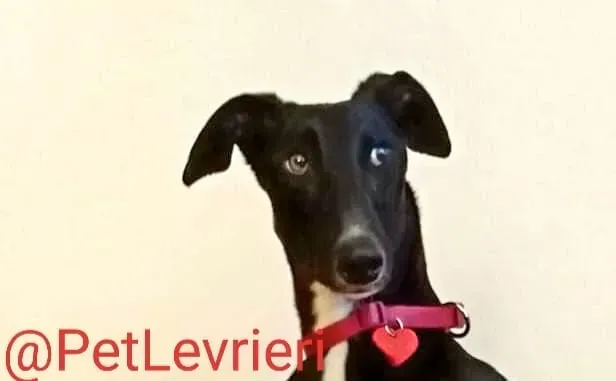 Lluvia adozione levrieri galgo 35 1