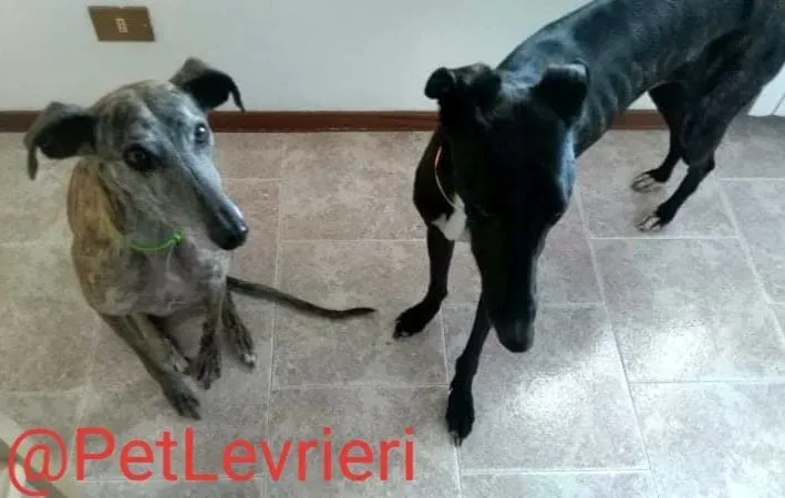 Lluvia adozione levrieri galgo 34