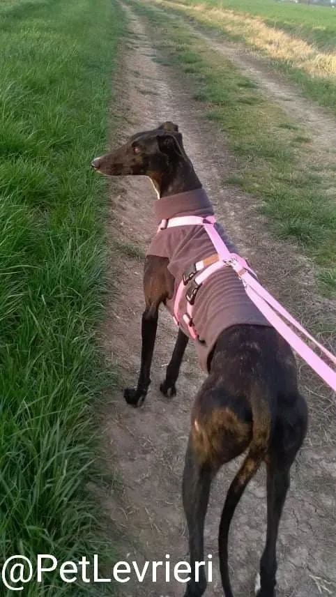 Lluvia adozione levrieri galgo 36 1