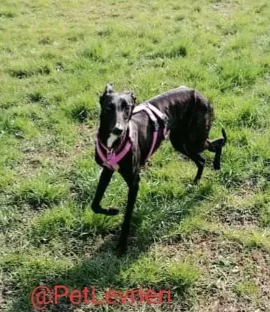 Lluvia adozione levrieri galgo 35