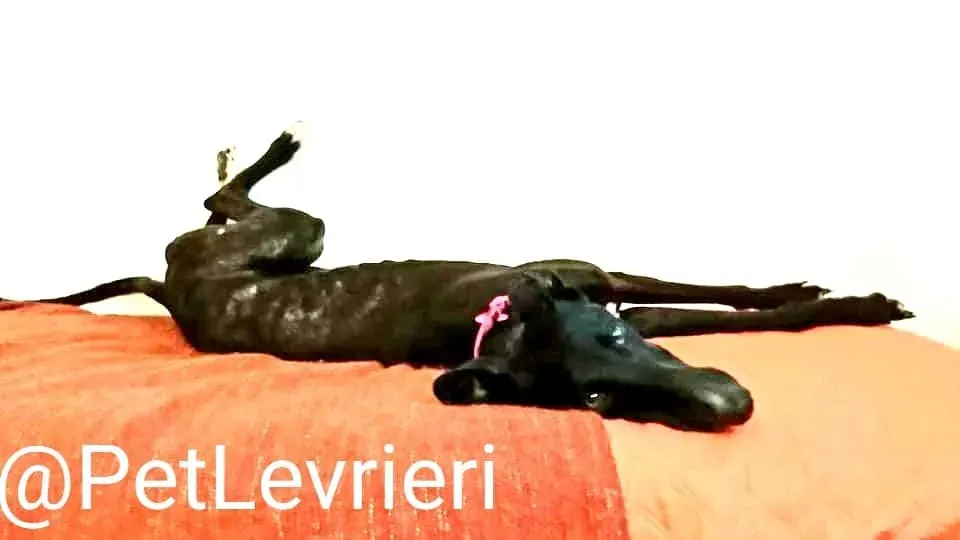 Lluvia adozione levrieri galgo 37 1