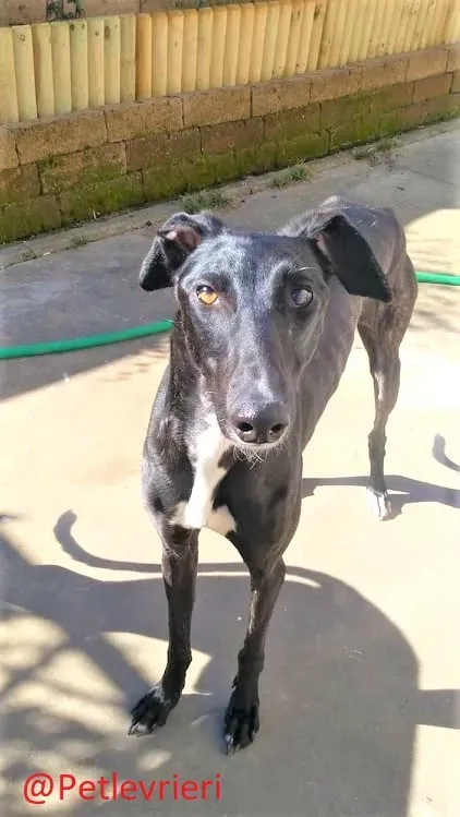 Lluvia adozione levrieri galgo 38 2