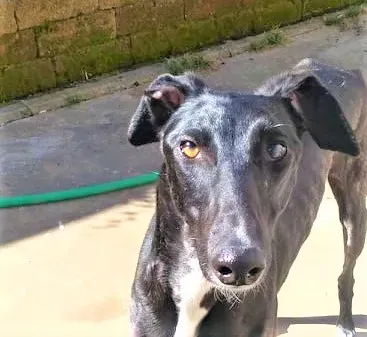 Lluvia adozione levrieri galgo 38 3
