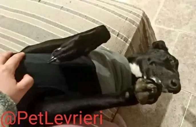 Lluvia adozione levrieri galgo 37