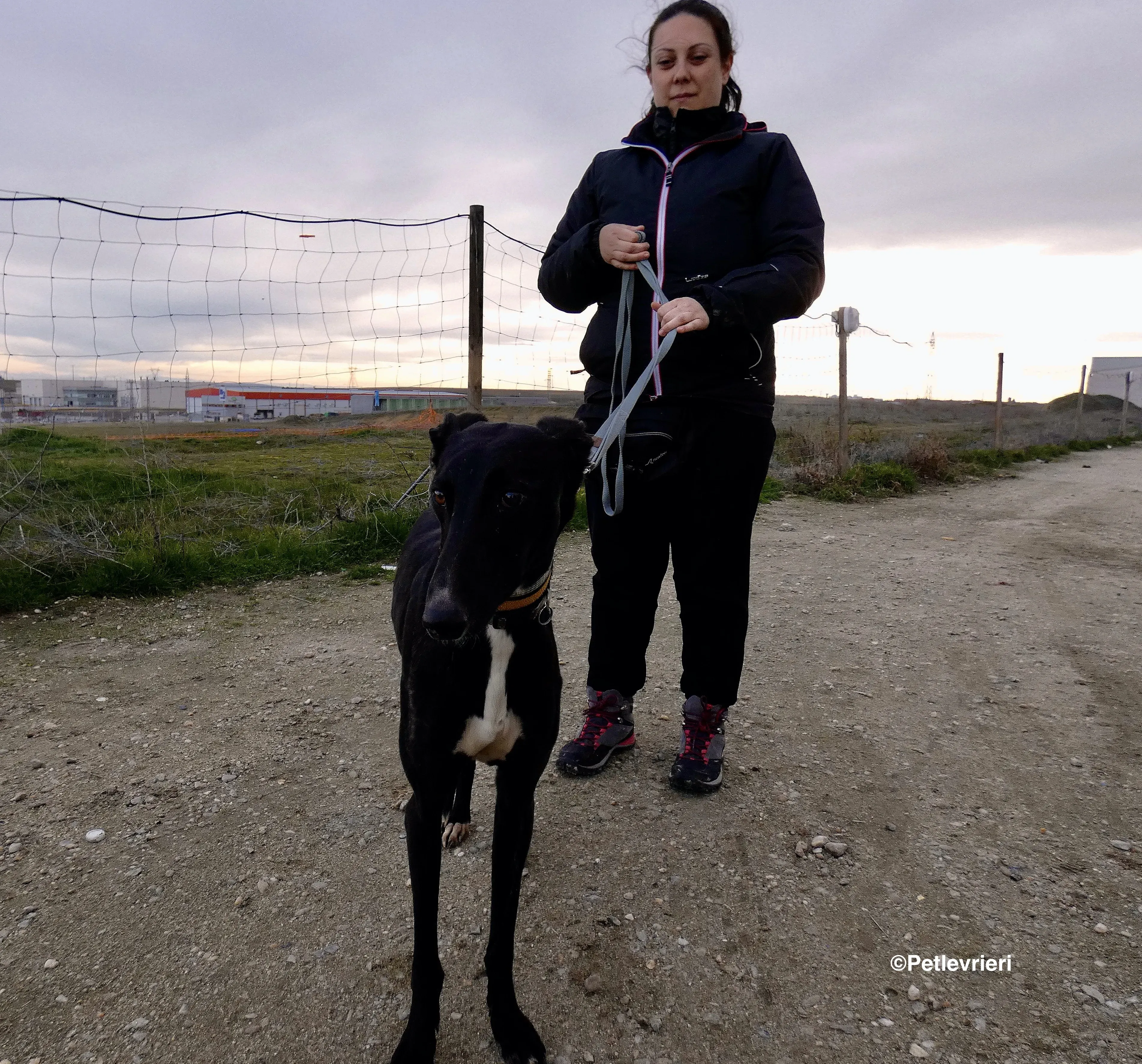Lluvia adozione levrieri galgo 4