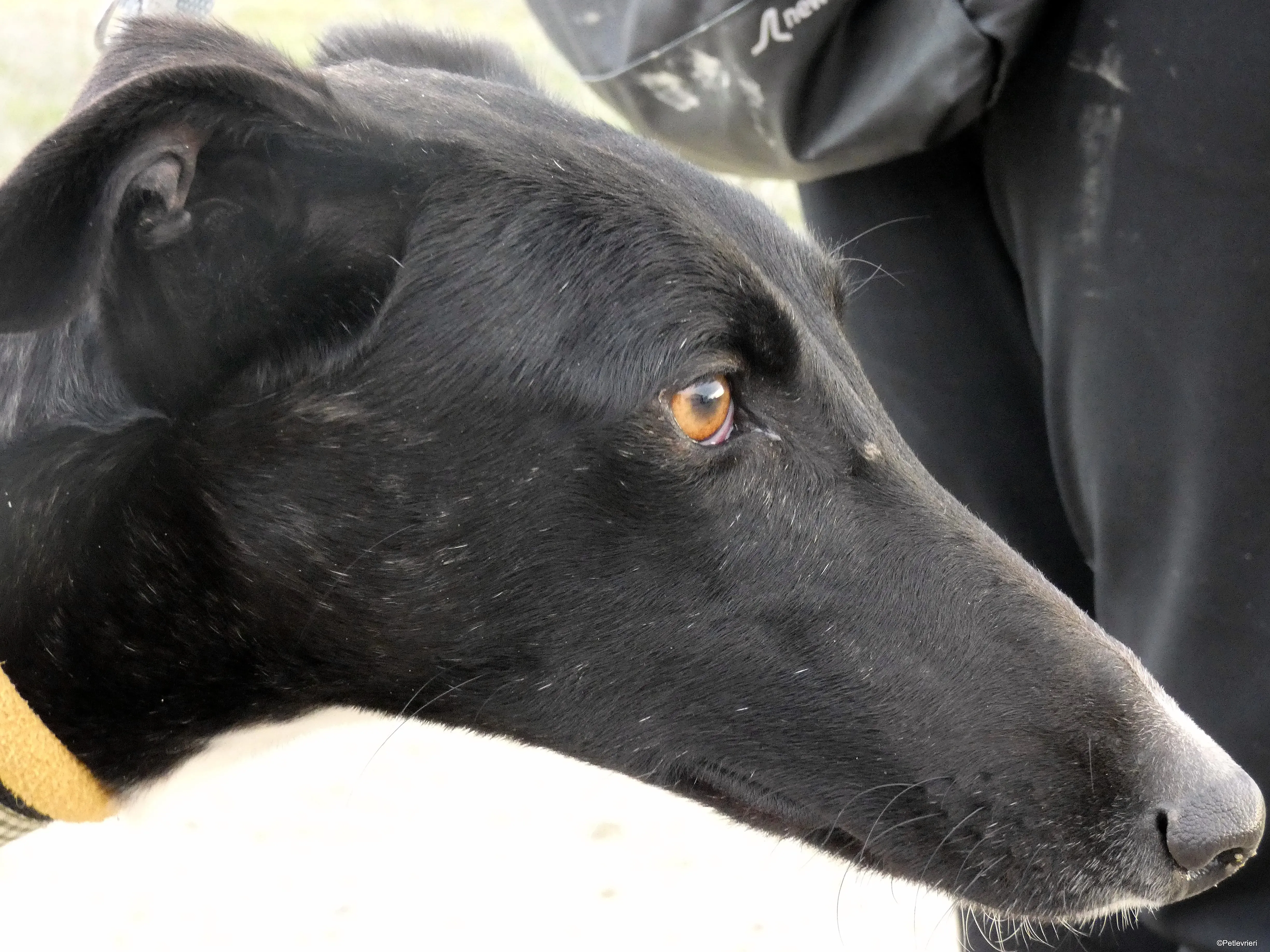 Lluvia adozione levrieri galgo 5