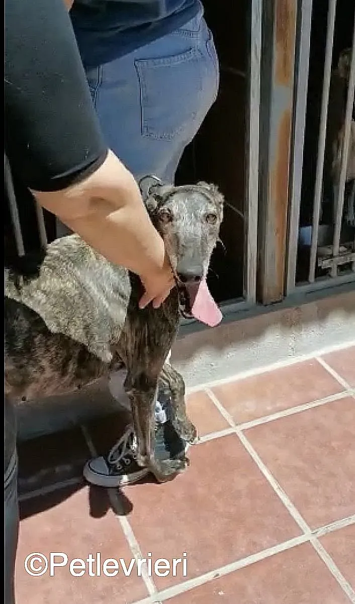 Lola adozione levrieri galgo 02