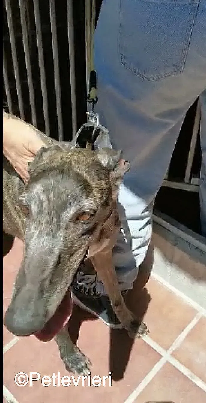 Lola adozione levrieri galgo 03
