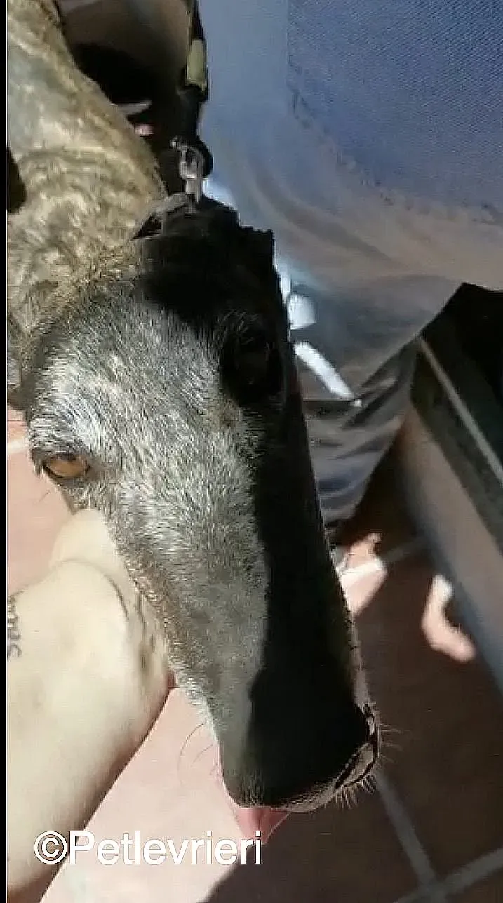 Lola adozione levrieri galgo 04