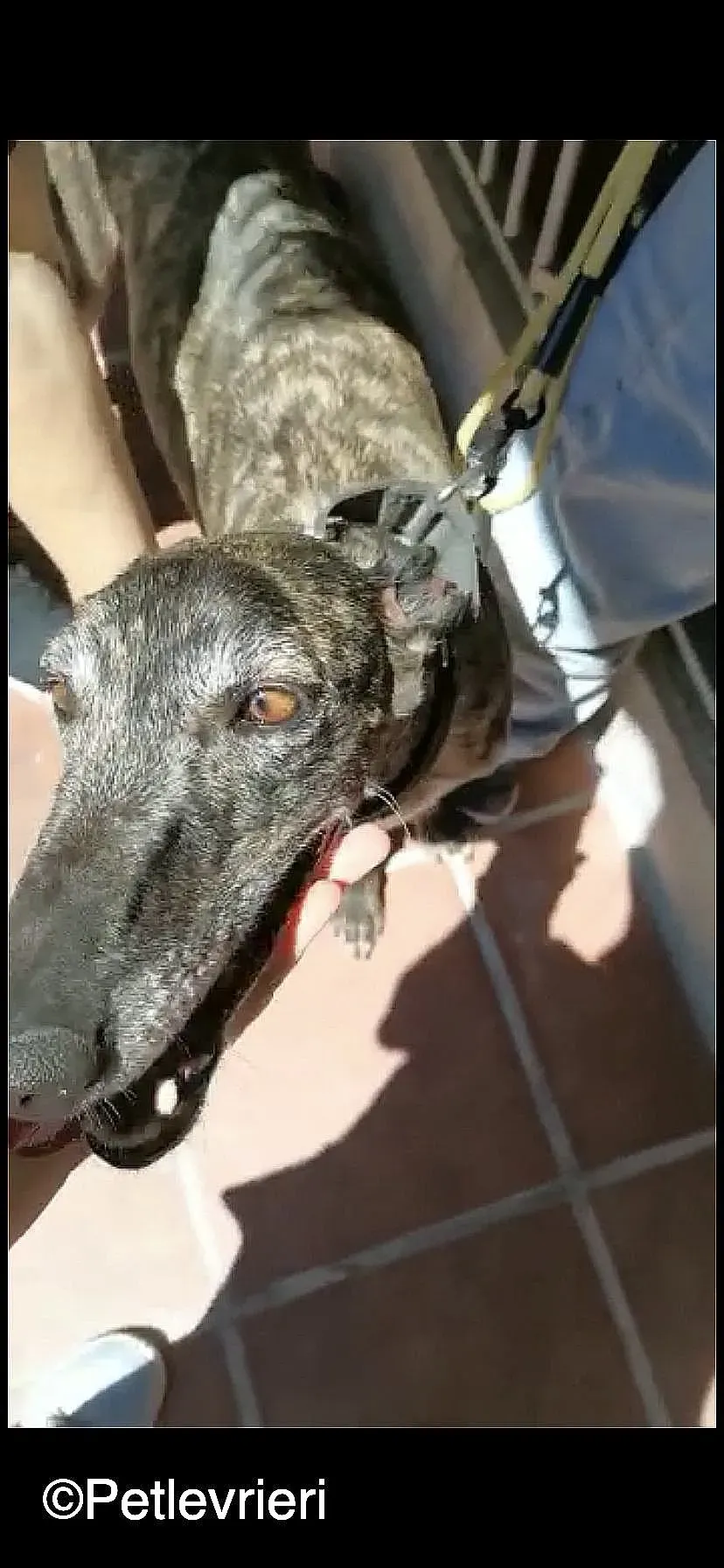 Lola adozione levrieri galgo 05