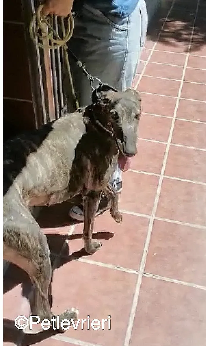 Lola adozione levrieri galgo 06