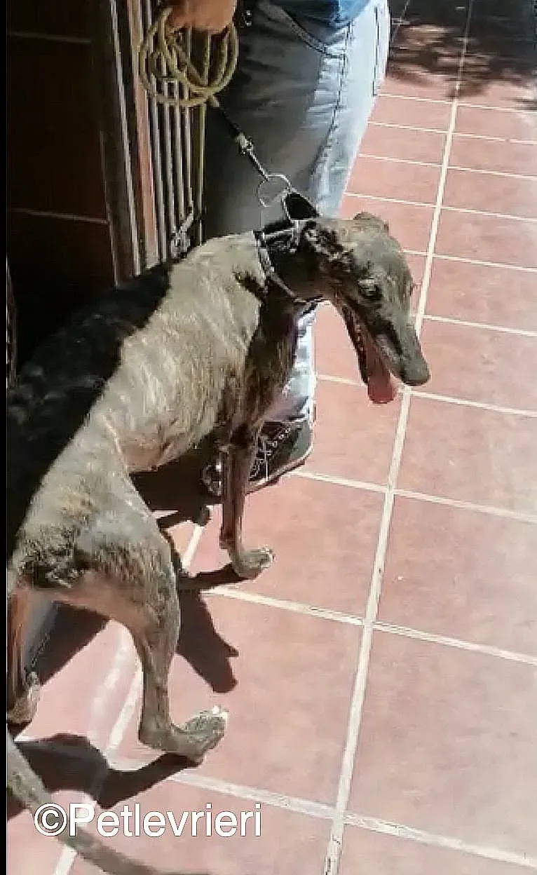 Lola adozione levrieri galgo 07