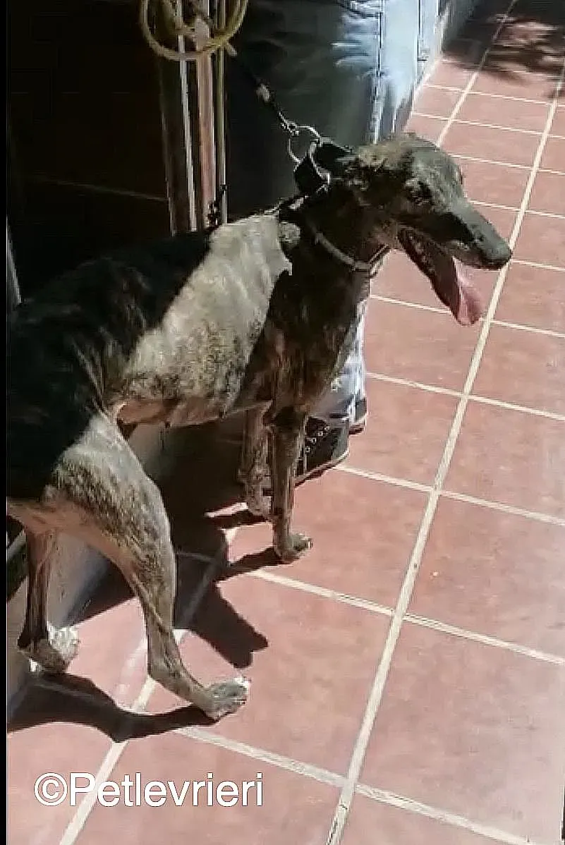 Lola adozione levrieri galgo 08