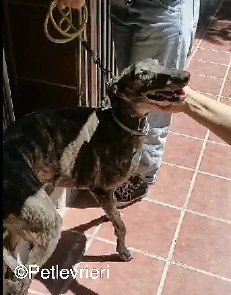 Lola adozione levrieri galgo 09