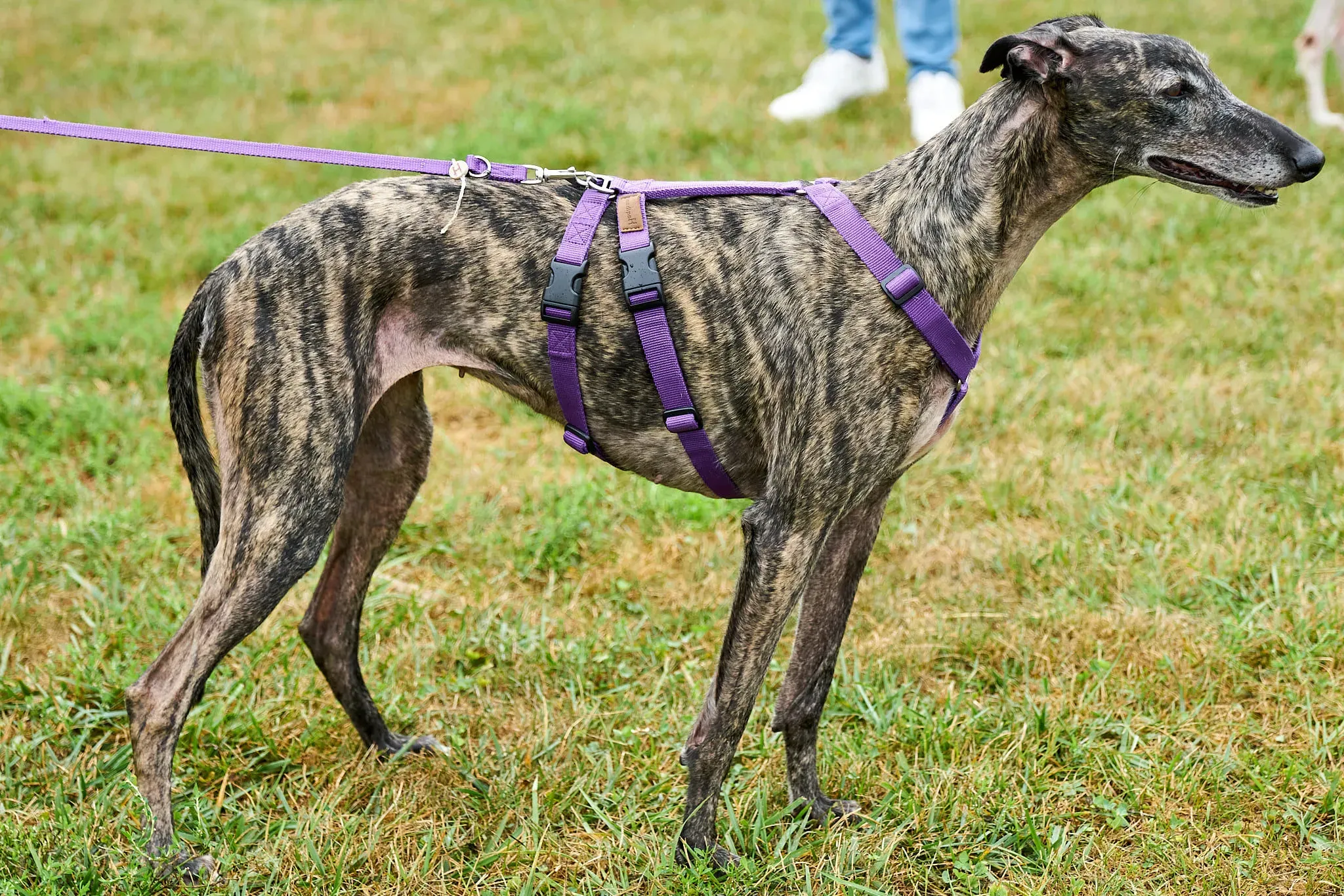 Lola adozione levrieri galgo 10 e1634913218194