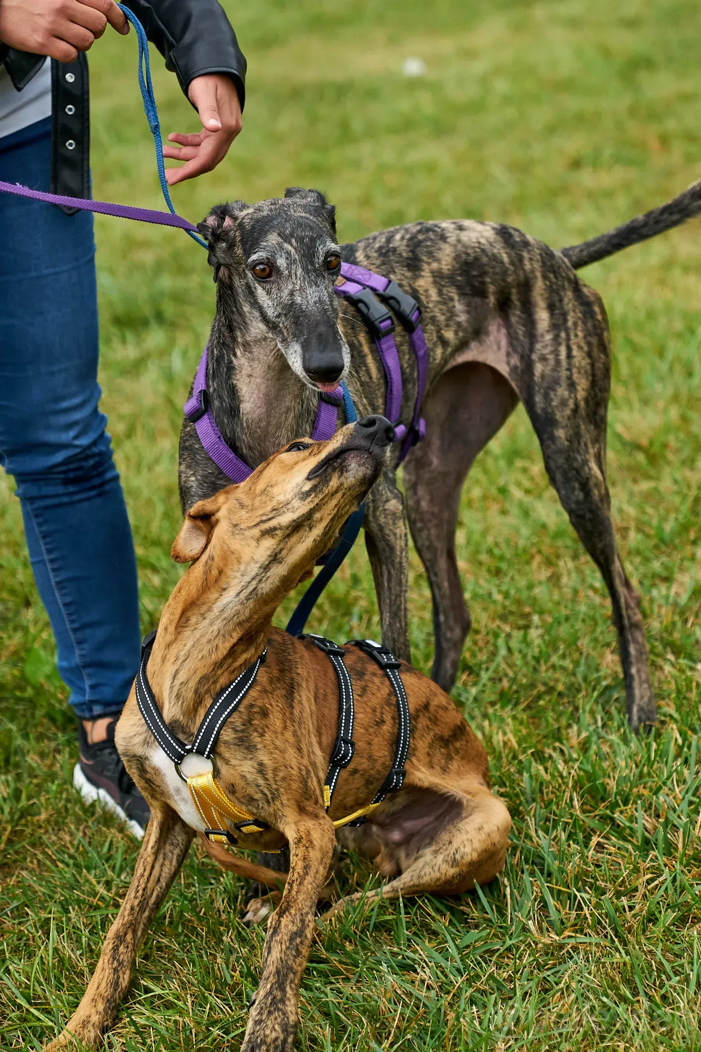 Lola adozione levrieri galgo 11