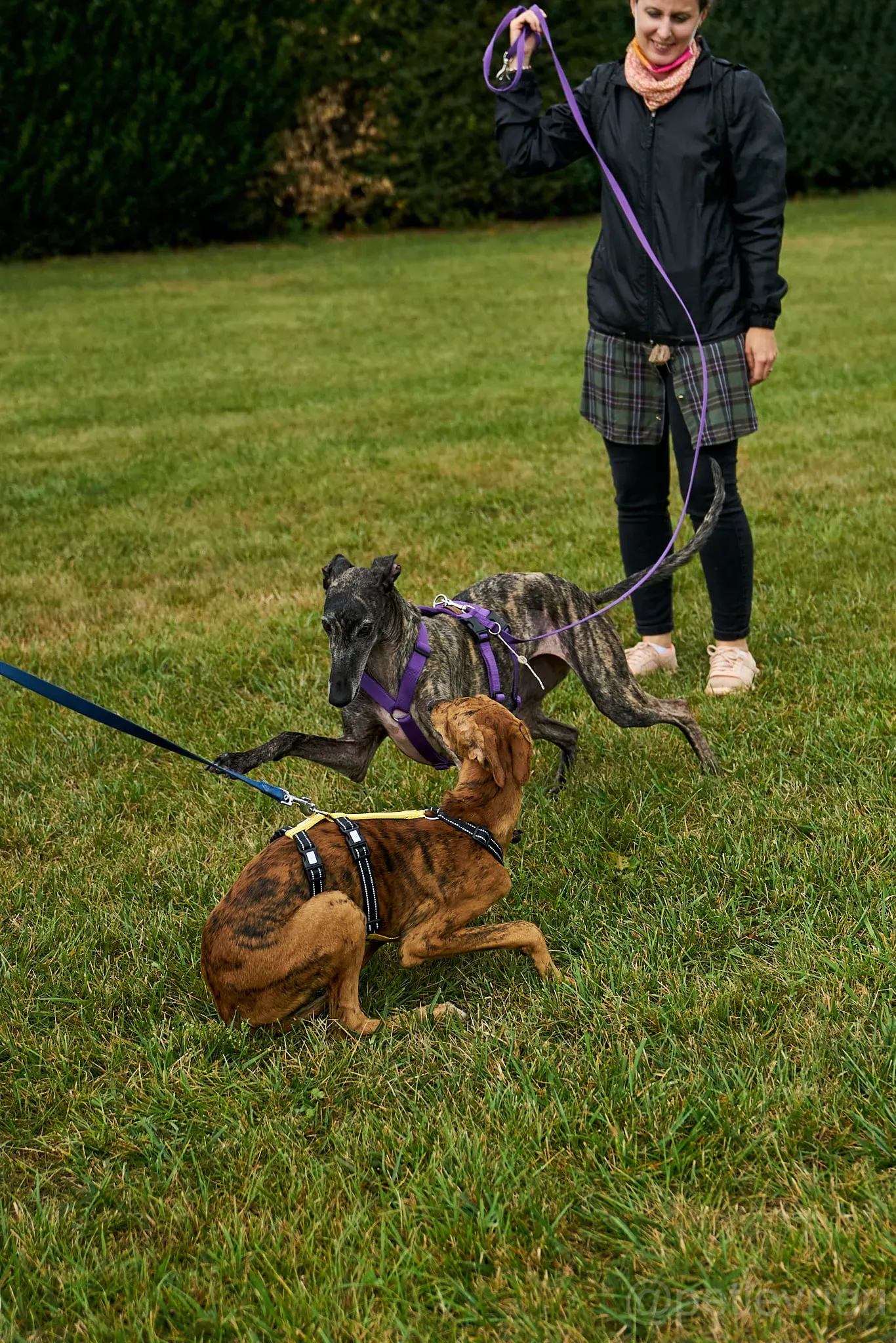Lola adozione levrieri galgo 12