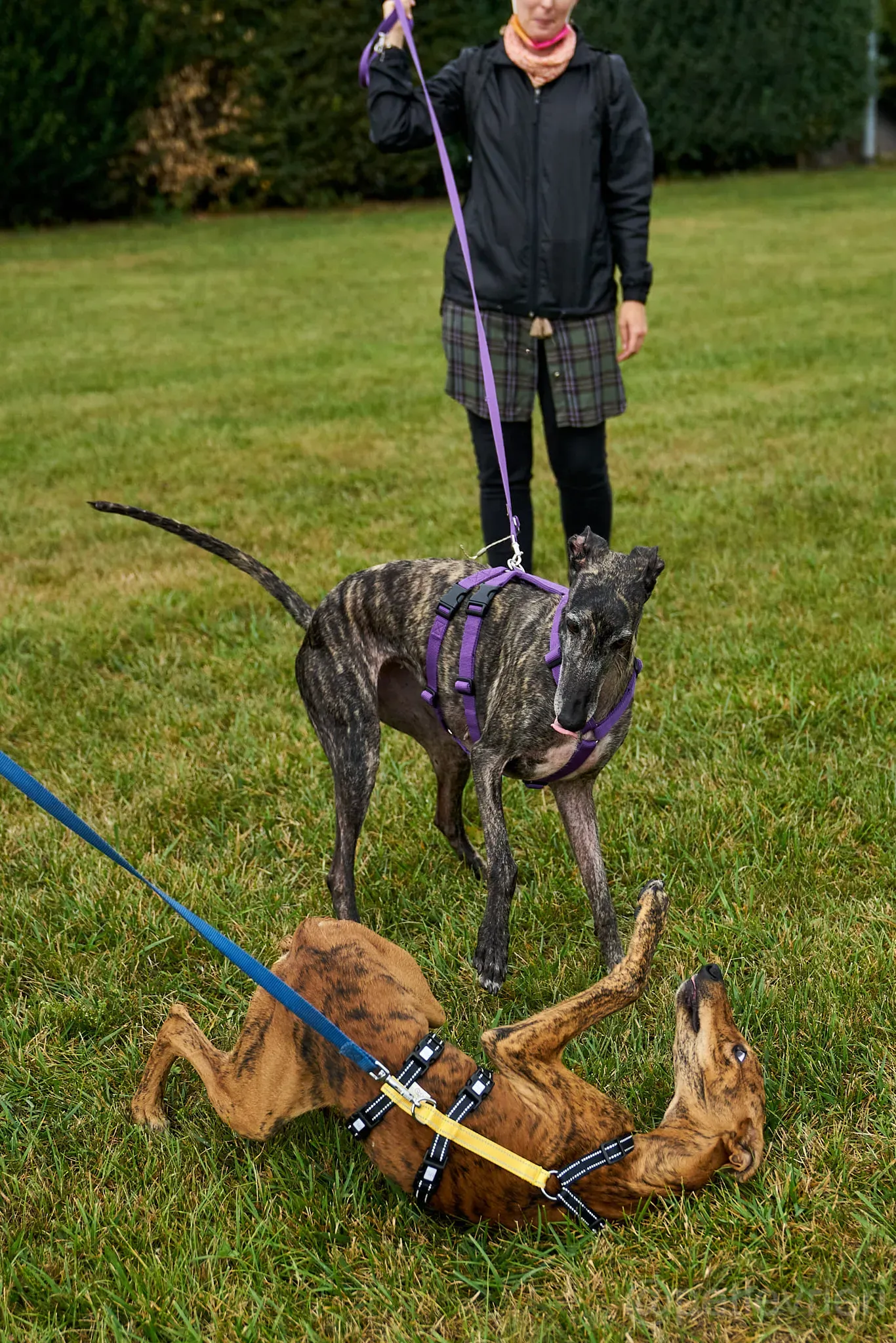 Lola adozione levrieri galgo 13