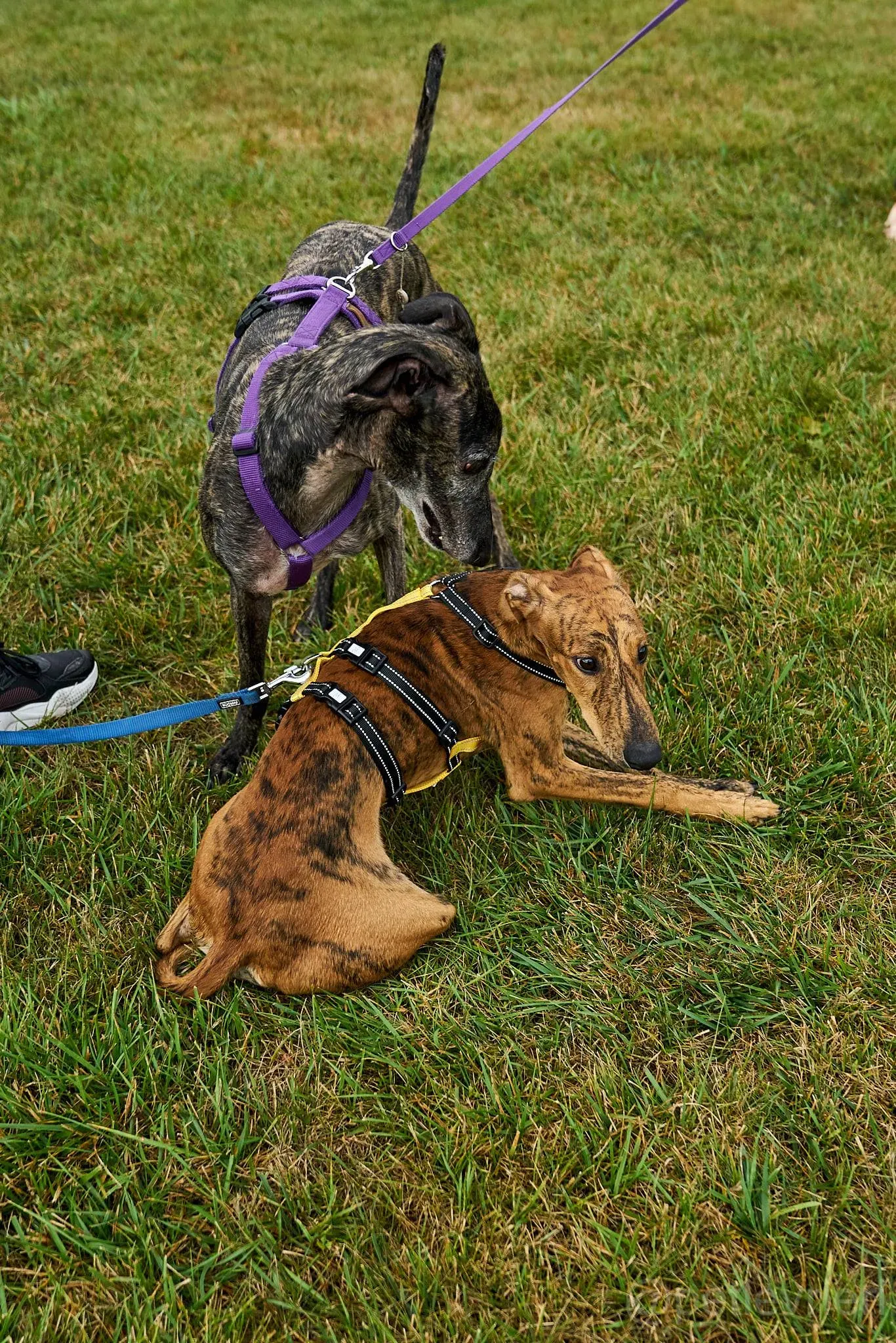 Lola adozione levrieri galgo 14