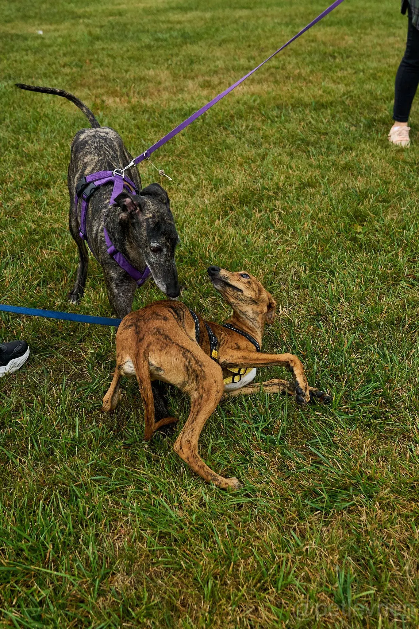 Lola adozione levrieri galgo 15
