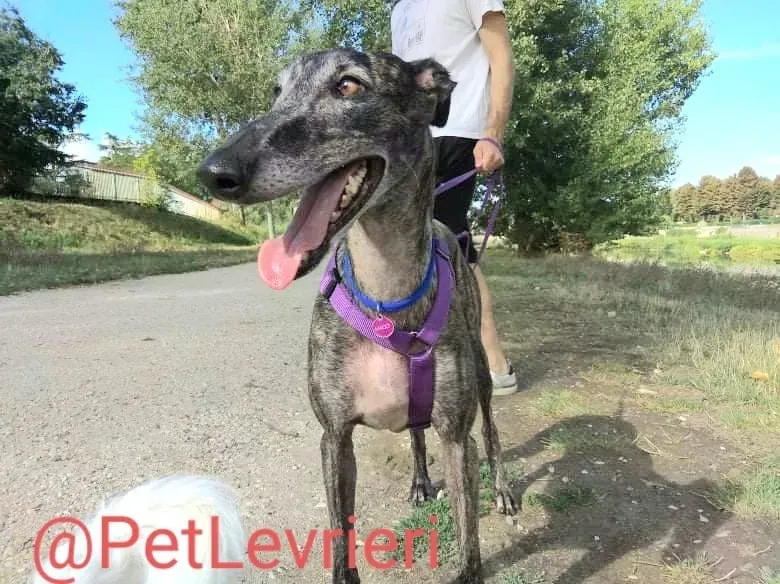 Lola adozione levrieri galgo 16