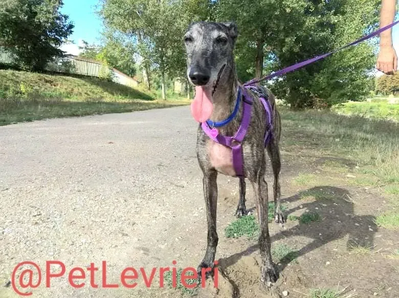 Lola adozione levrieri galgo 17