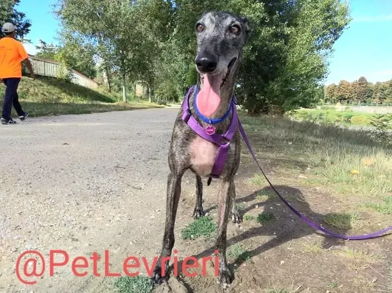 Lola adozione levrieri galgo 18