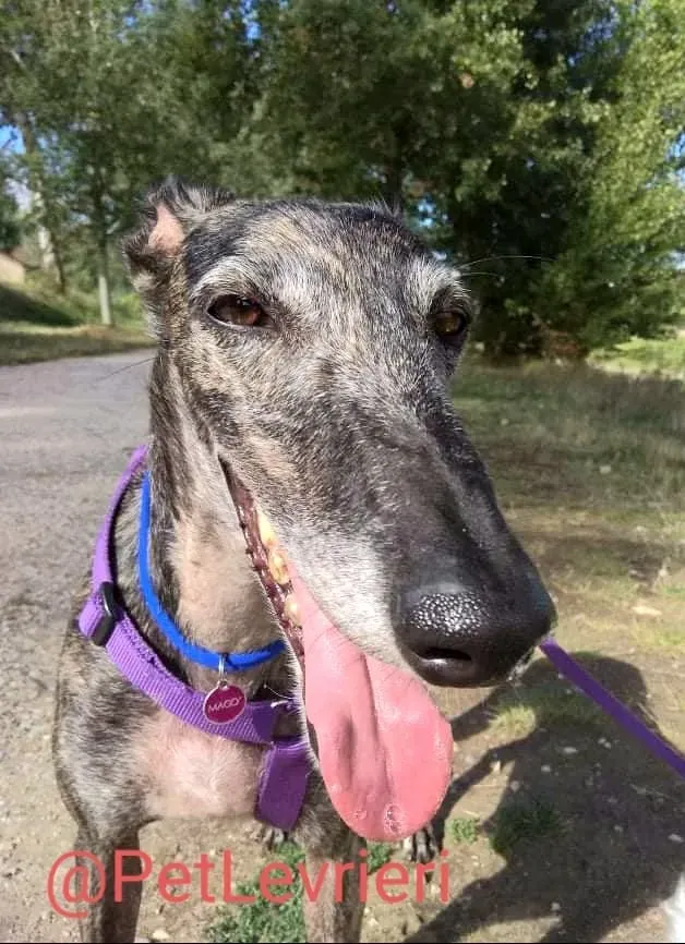 Lola adozione levrieri galgo 19