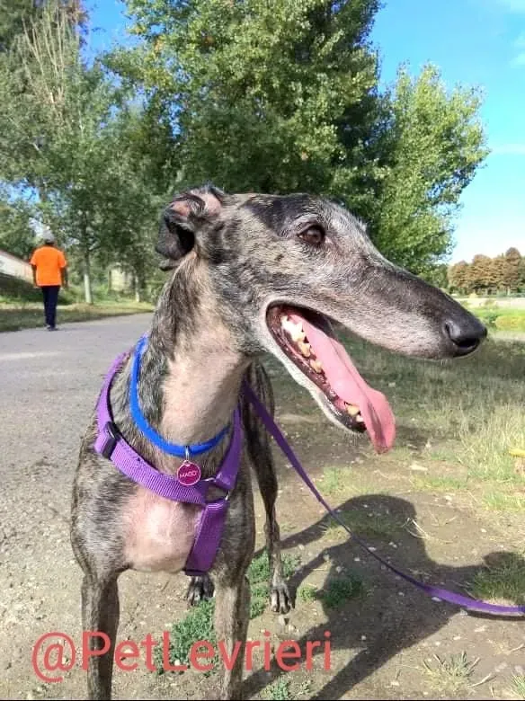 Lola adozione levrieri galgo 20