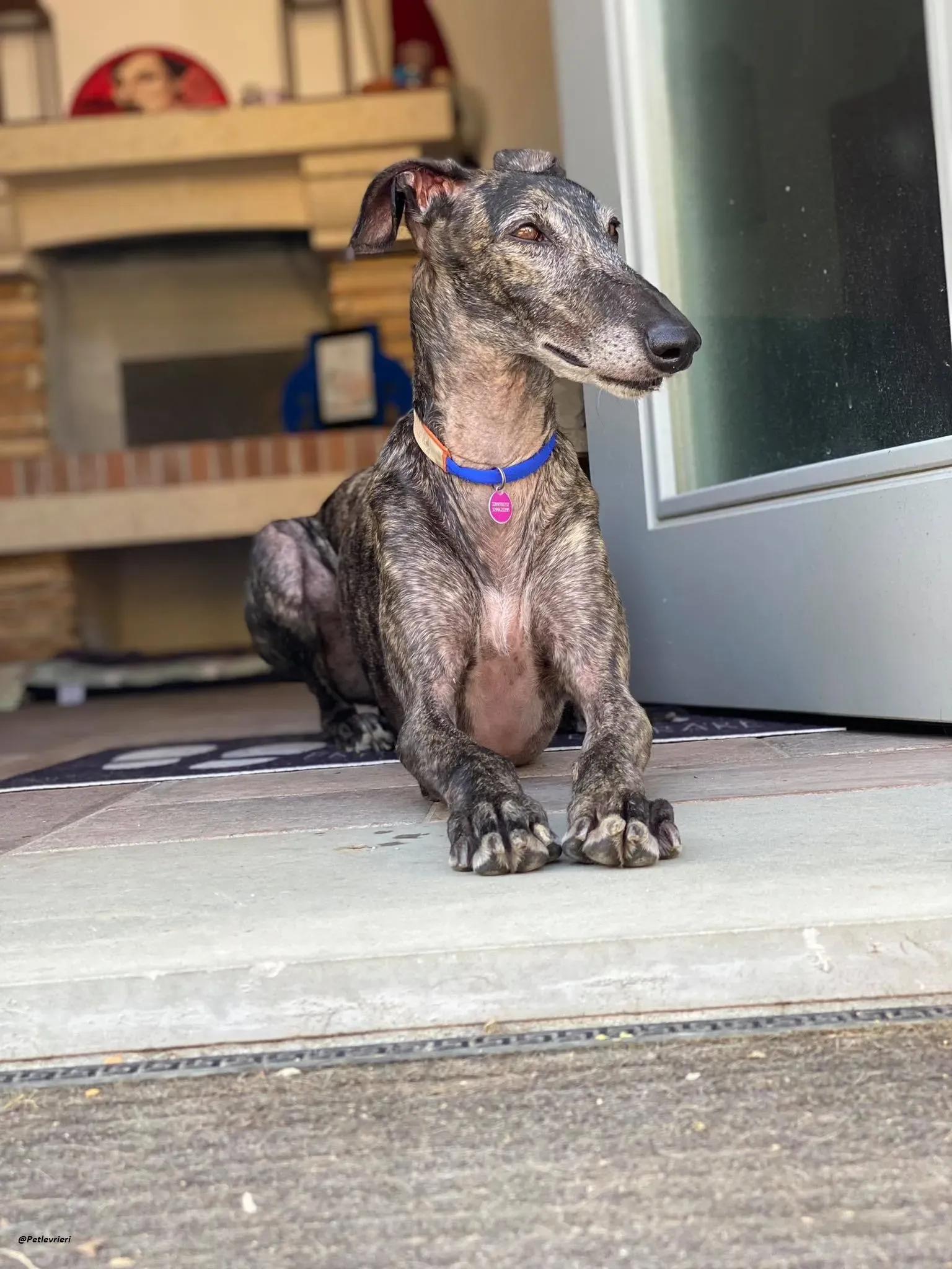 Lola la Galga foster family adozione levrieri 1