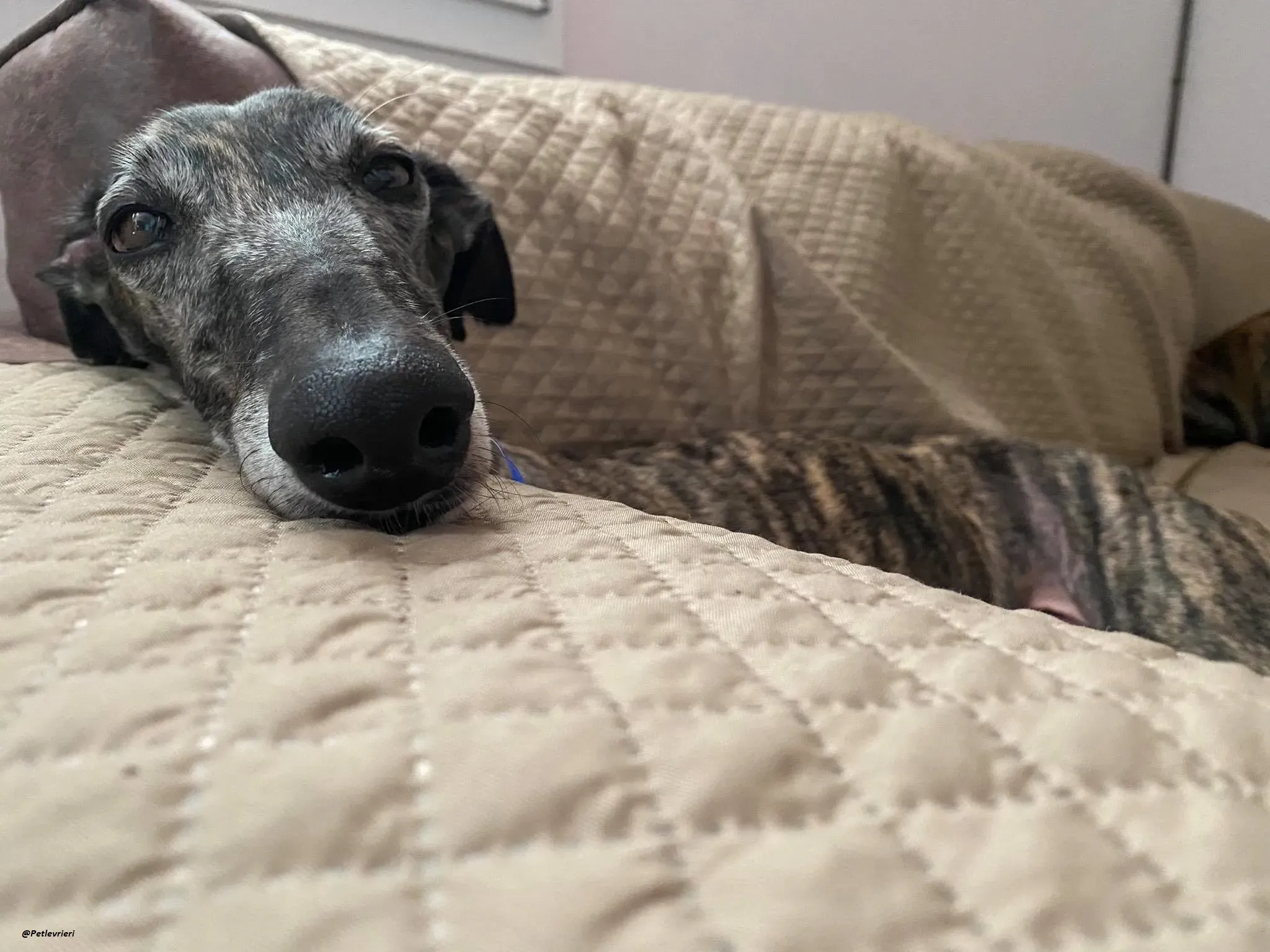 Lola la Galga foster family adozione levrieri 10