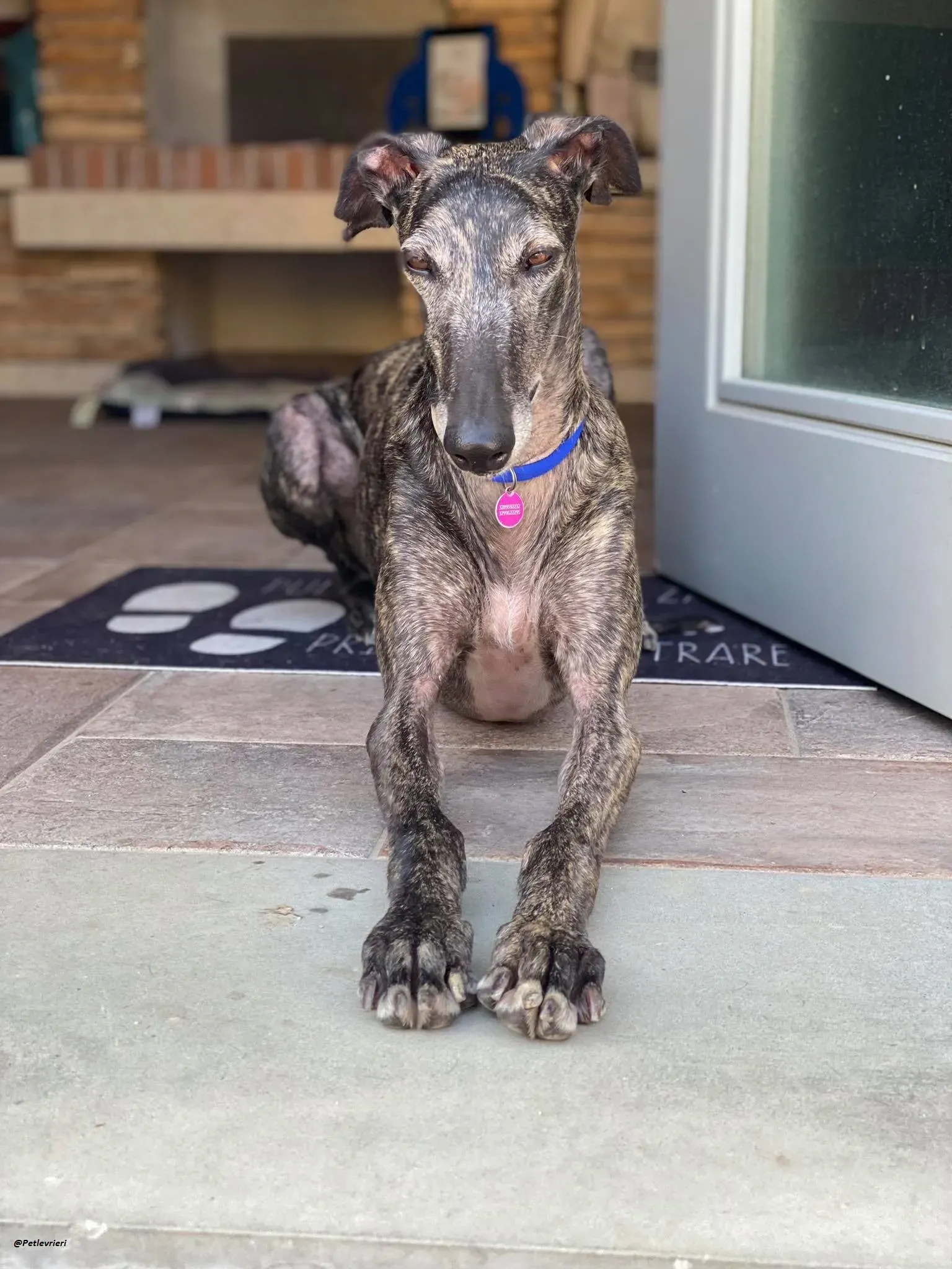 Lola la Galga foster family adozione levrieri 2