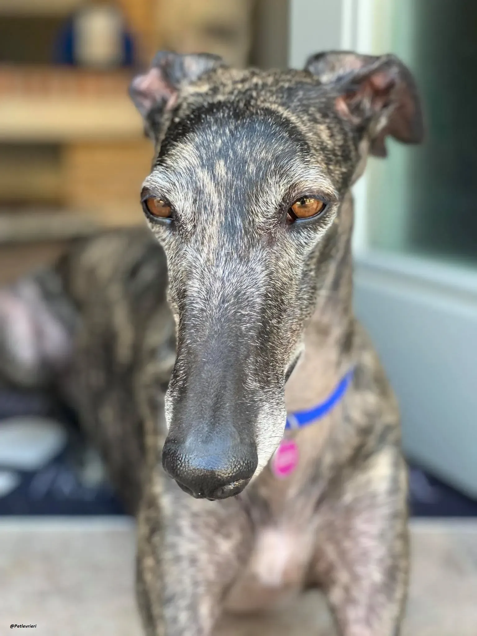 Lola la Galga foster family adozione levrieri 3