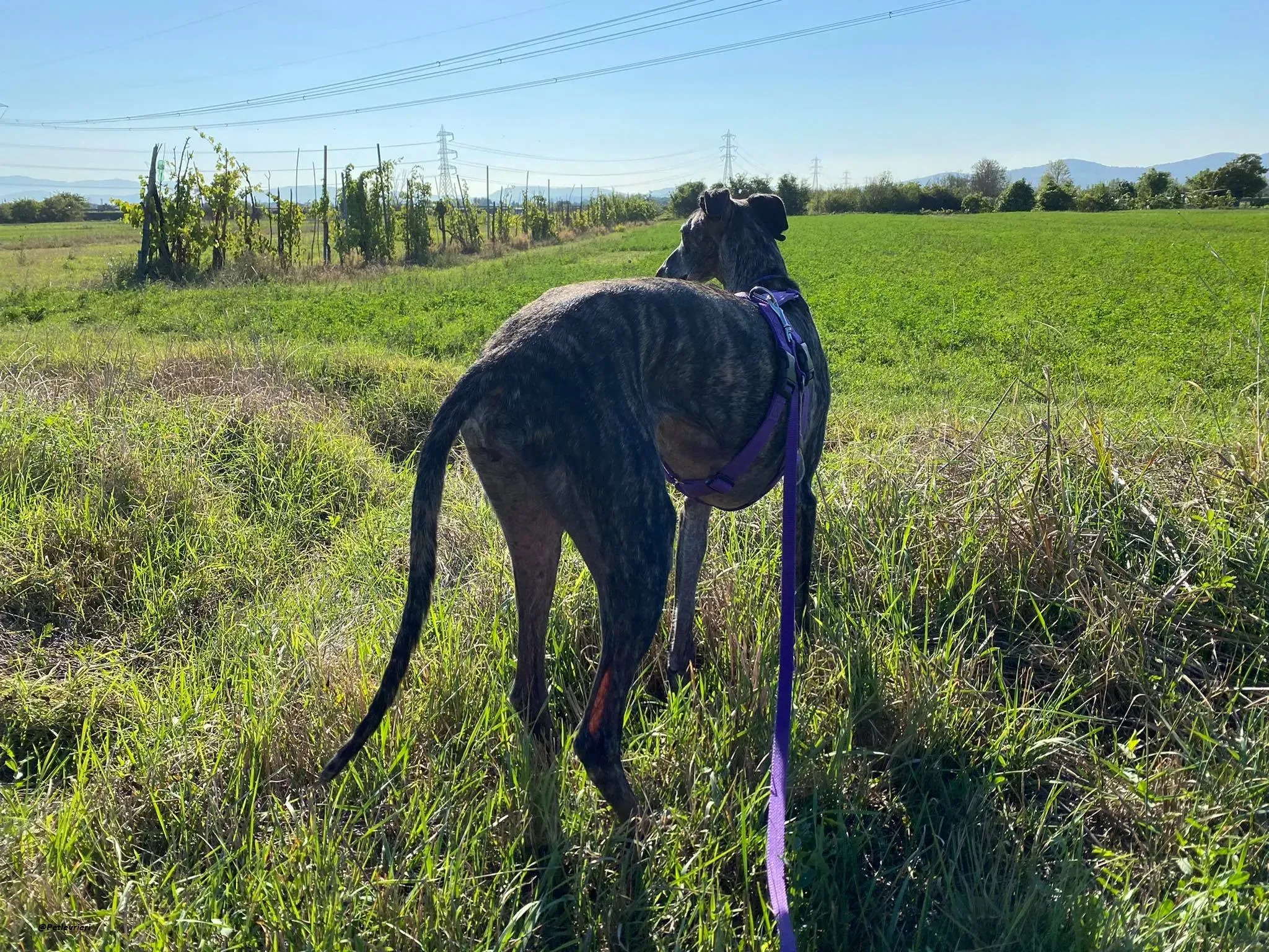 Lola la Galga foster family adozione levrieri 4