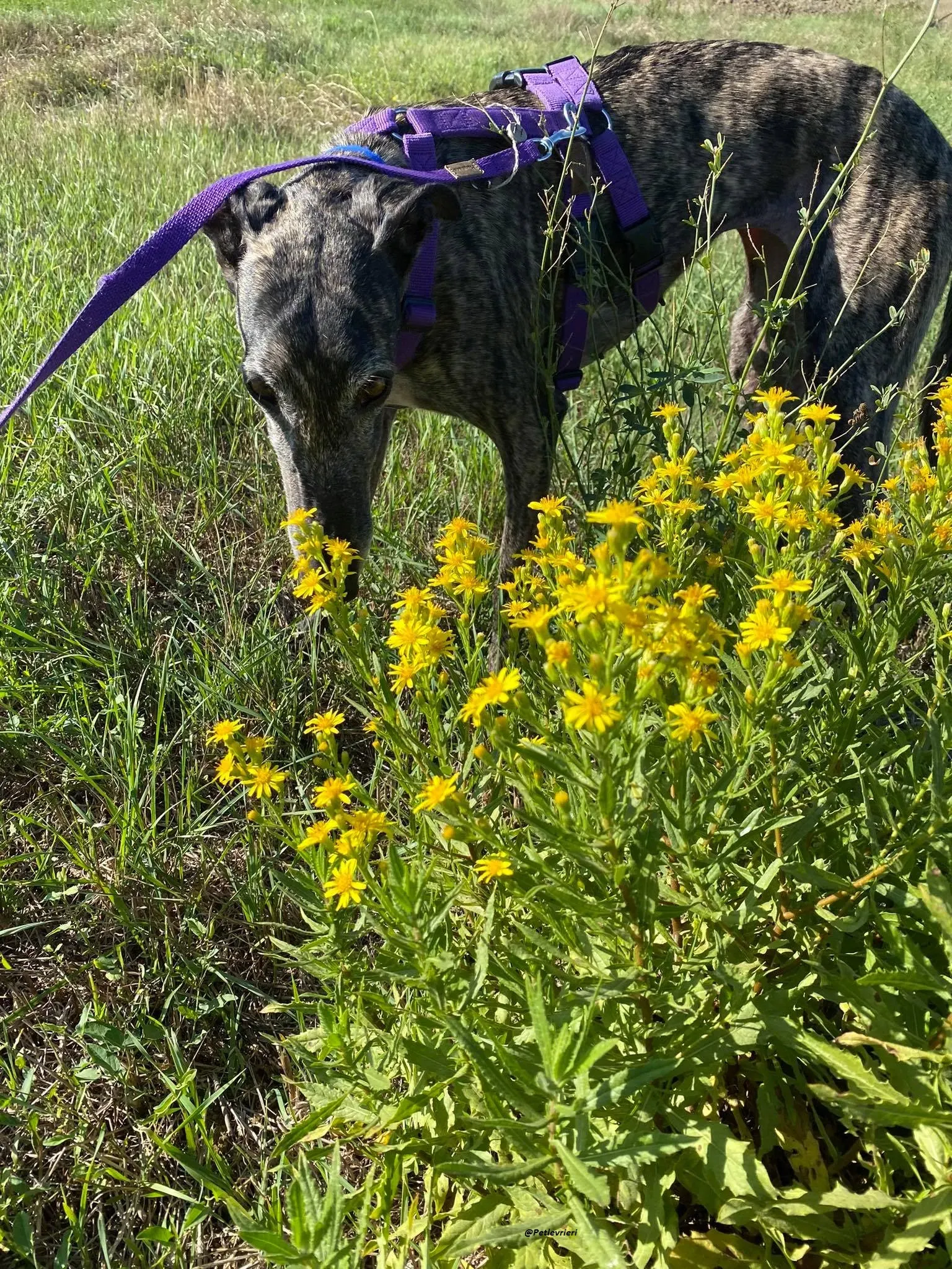 Lola la Galga foster family adozione levrieri 5