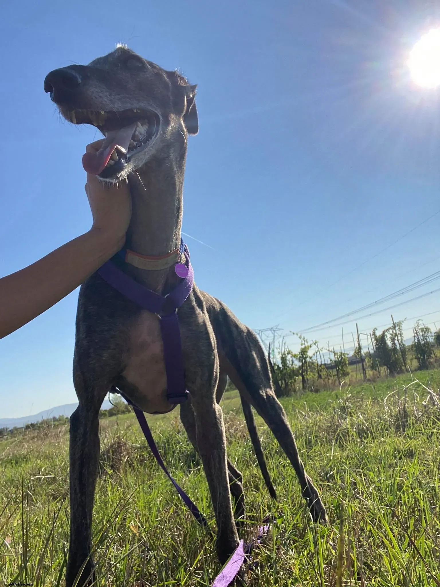 Lola la Galga foster family adozione levrieri 6